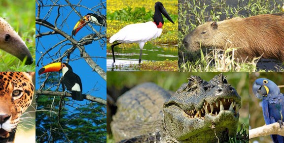 pantanal1