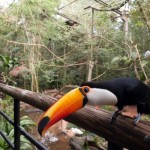 foz-do-iguacu-pq-aves