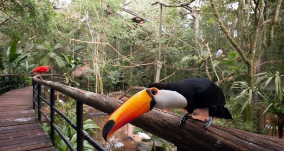 foz-do-iguacu-pq-aves