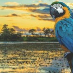 anak_imgs_blog_pantanal_arara-min