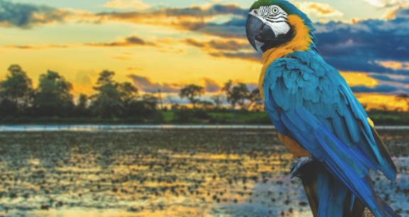 anak_imgs_blog_pantanal_arara-min