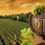 vinicola-turismo-rural