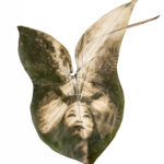 Exposição: terra terreno território –  – 08:00