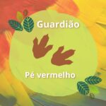 Plantação de história: a lenda do guardião pé vermelho – 23/09/2025 – 09:00