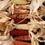 Bate-papo: Do Brasil ao México em busca de sementes ancestrais – 13/04/2026 – 13:00