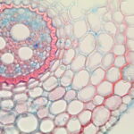 Oficina: A natureza microscópica: para reimaginar as artes decorativas – 28/04/2026 – 14:00